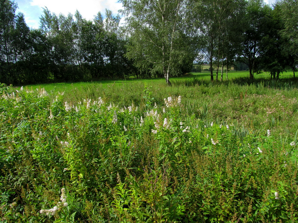 Image of Spiraea alba specimen.