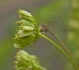 Heracleum sibiricum