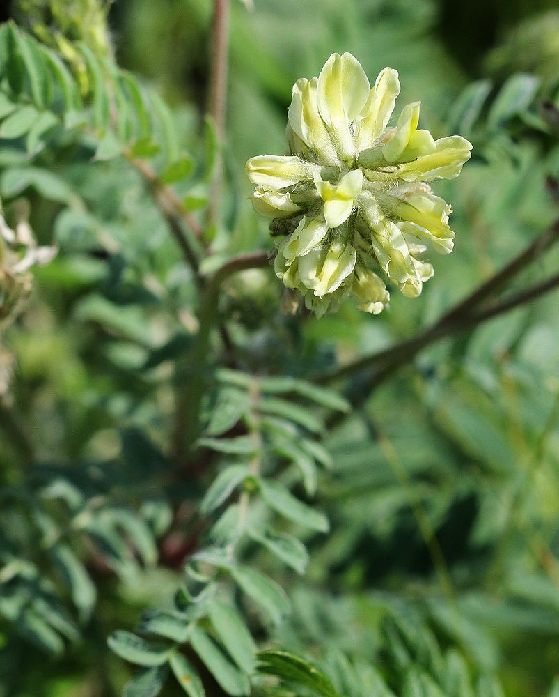 Изображение особи Oxytropis pilosa.