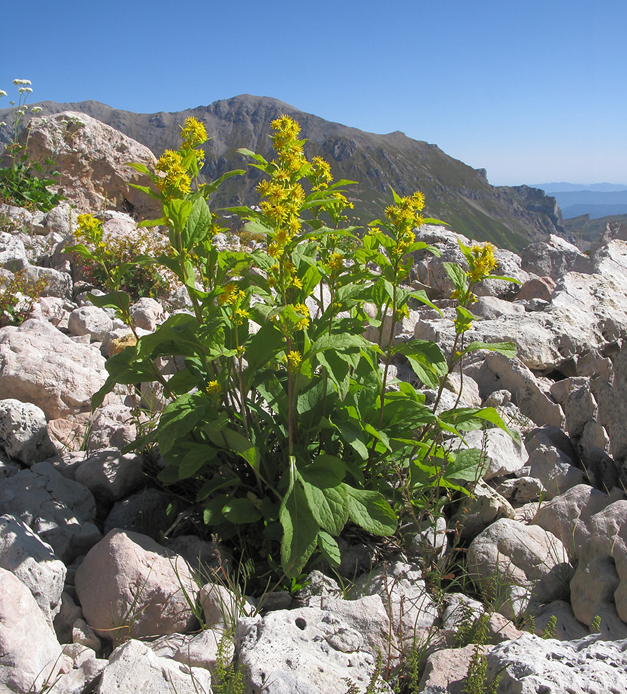 Изображение особи Solidago virgaurea ssp. caucasica.