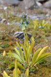 Swertia marginata