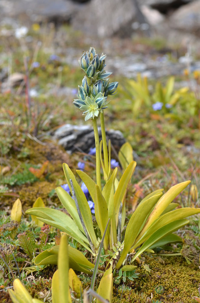 Изображение особи Swertia marginata.