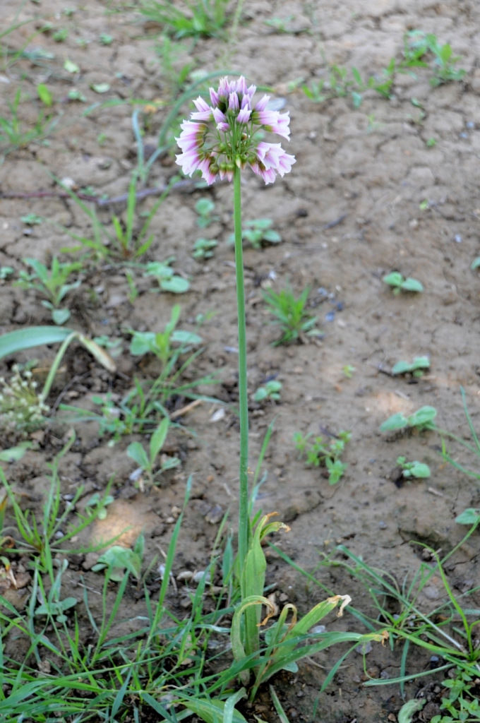 Image of Nectaroscordum tripedale specimen.