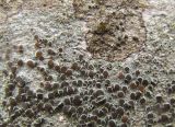 genus Lecanora. Часть таллома с апотециями. Краснодарский край, Абинский р-н, окр. пос. Новый, широколиственный лес, на стволе. 15.03.2018.