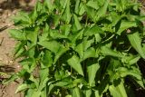 Heliopsis helianthoides ssp. scabra