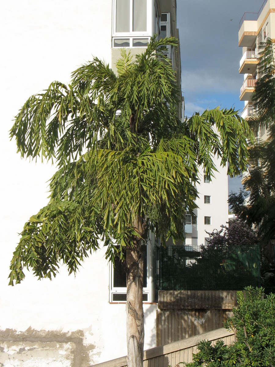 Image of Caryota urens specimen.