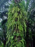 Nephrolepis acutifolia. Вегетирующие растения на стволе масличной пальмы. Таиланд, национальный парк Си Пханг-нга. 19.06.2013.