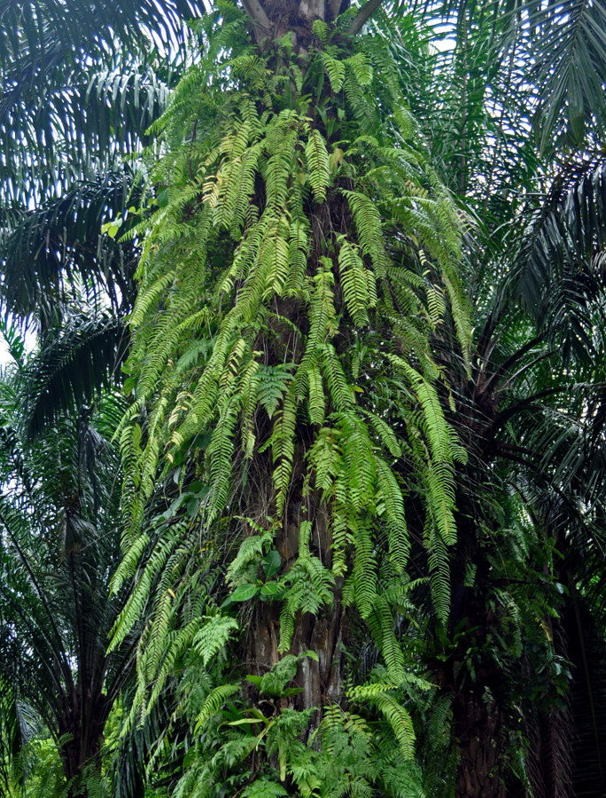 Image of Nephrolepis acutifolia specimen.