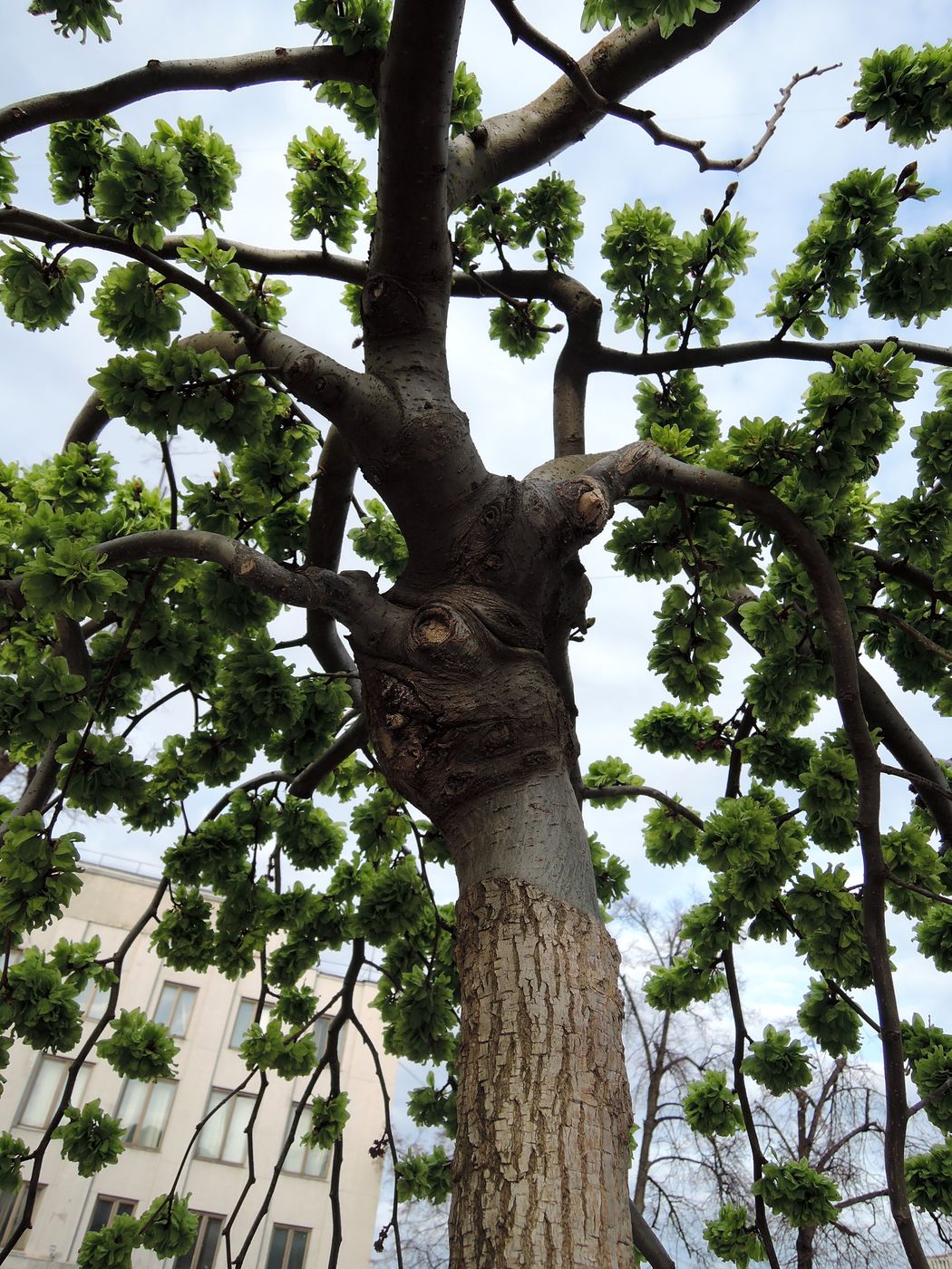 Изображение особи Ulmus glabra.