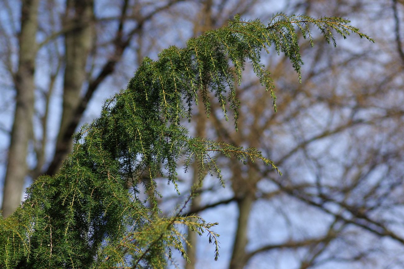 Image of Juniperus rigida specimen.