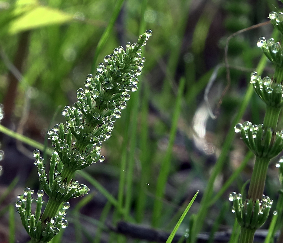 Image of Equisetum arvense specimen.