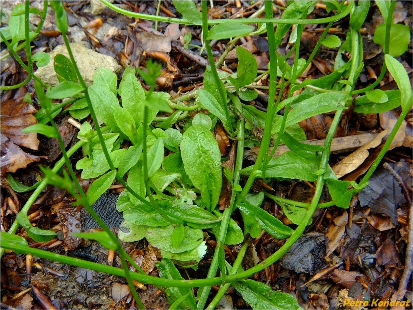 Image of Campanula patula specimen.