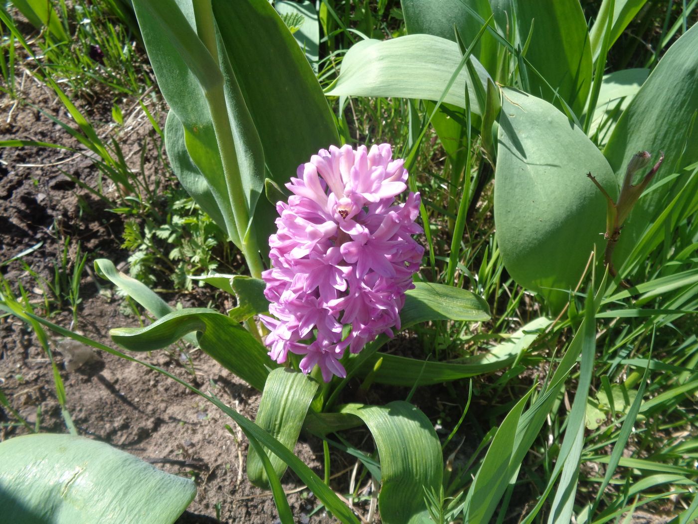 Изображение особи Hyacinthus orientalis.