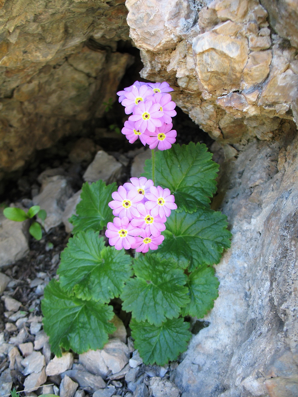 Image of Primula minkwitziae specimen.