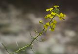 Erysimum aureum. Соцветие с цветками и завязавшимися плодами (на цветке кормится муха-журчалка из рода Baccha). Краснодарский край, Абинский р-н, окр. станицы Шапсугская, склон горы Лысая (678), один из правых притоков р. Абин, протекающий в глубоком ущелье, каменистый берег ручья. 30.06.2018.