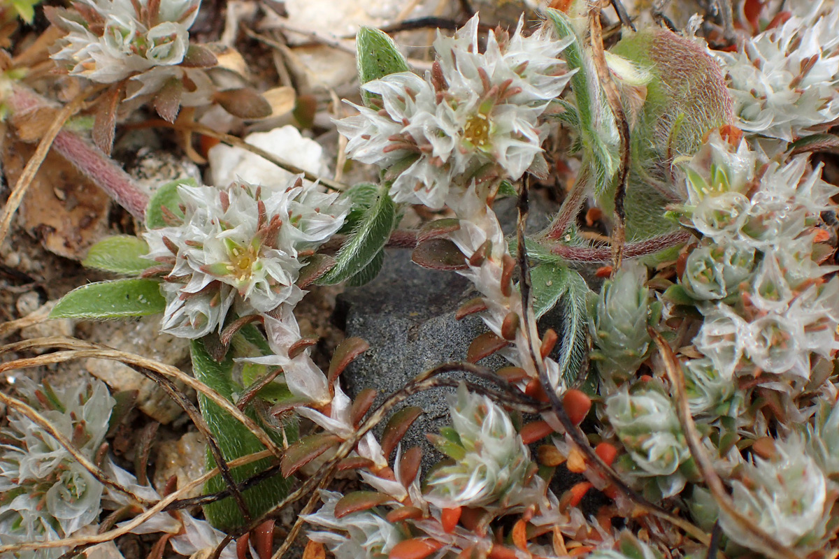 Image of Paronychia macrosepala specimen.