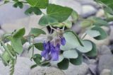 Lathyrus japonicus