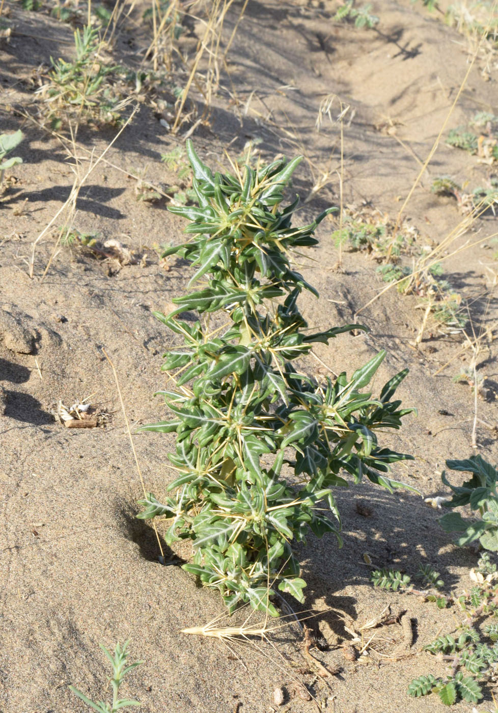 Image of Xanthium spinosum specimen.