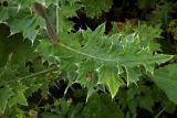 Cirsium obvallatum