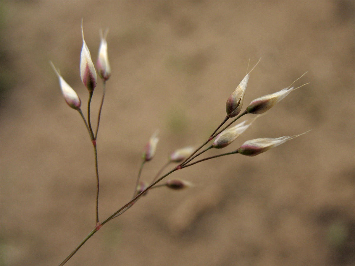 Image of Aira caryophyllea specimen.