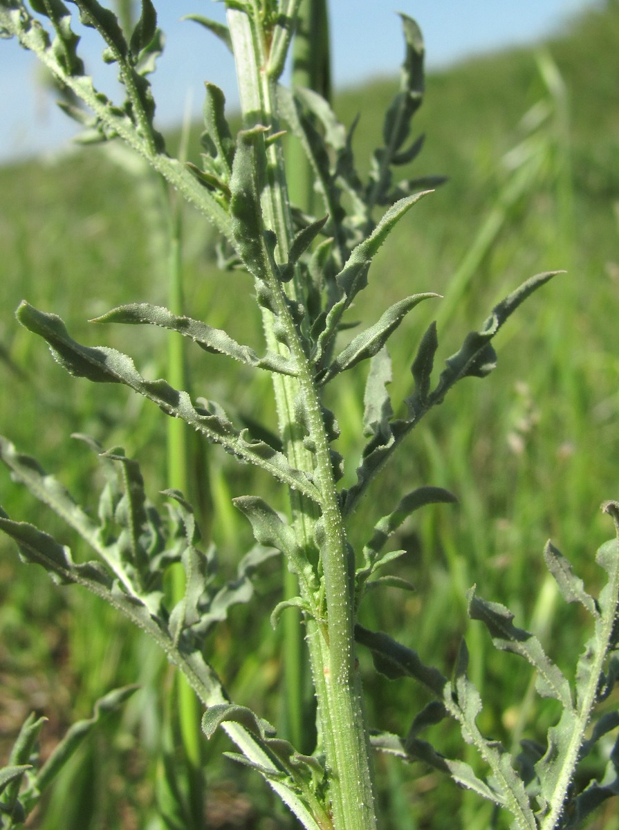 Изображение особи Reseda lutea.