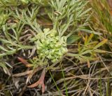 Artemisia sericea