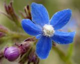 Anchusa azurea. Цветок и бутон. Узбекистан, Кашкадырьинская обл., на склоне при спуске с Китабского перевала. 30.04.2018.