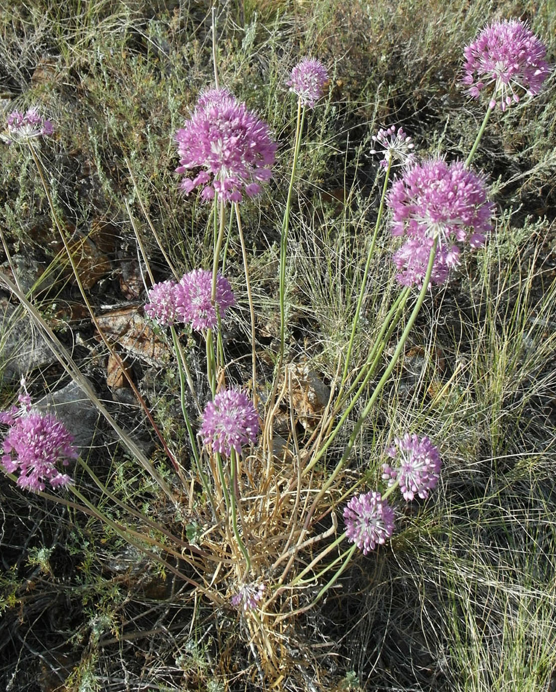 Image of Allium lineare specimen.