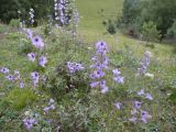 Delphinium crispulum