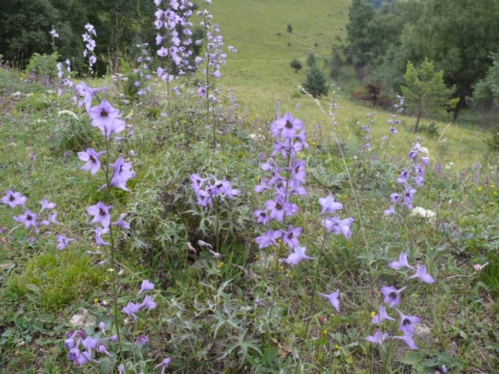 Изображение особи Delphinium crispulum.