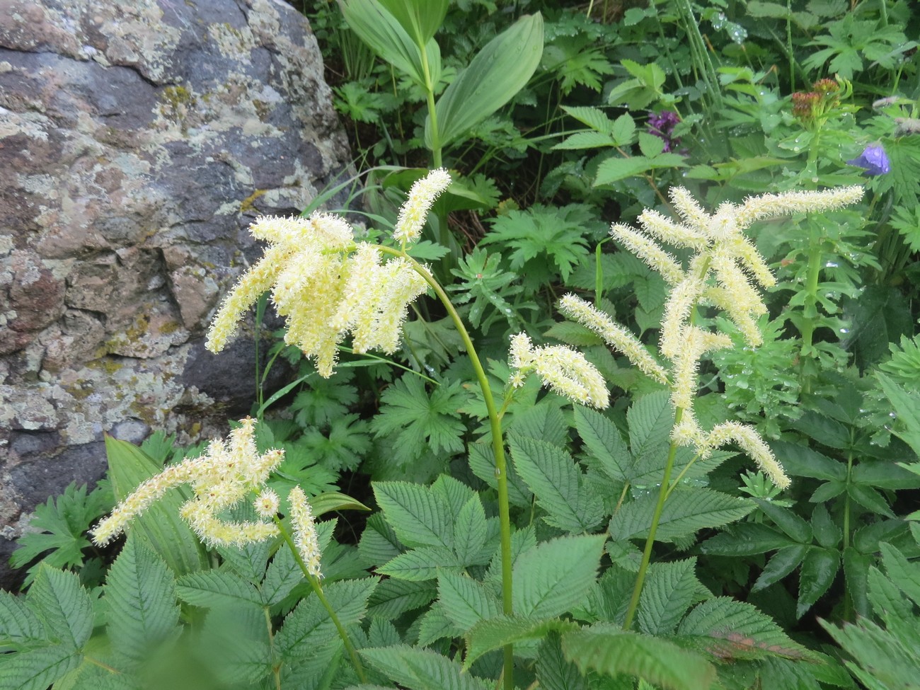 Image of Aruncus dioicus specimen.