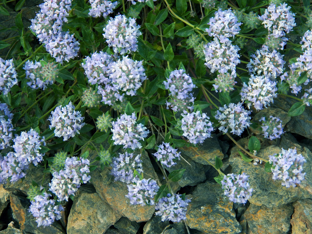 Image of Ziziphora clinopodioides specimen.