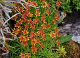 Saxifraga aizoides