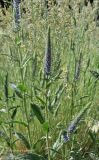 Veronica porphyriana