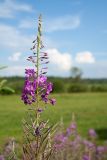 Chamaenerion angustifolium. Верхушка соцветия с бутонами, цветками и незрелыми плодами. Ленинградская обл., Волосовский р-н, разнотравно-злаковый суходольный луг на известняке, обочина грунтовой дороги. 14.07.2018.