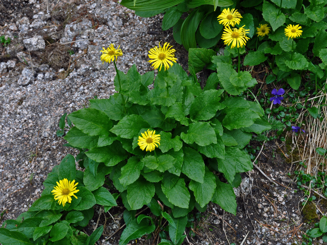 Изображение особи Doronicum altaicum.