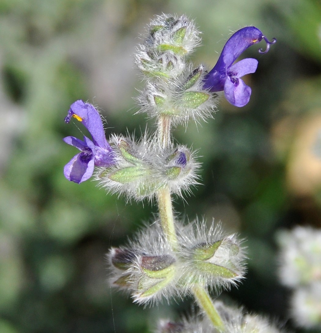 Изображение особи Salvia lanigera.