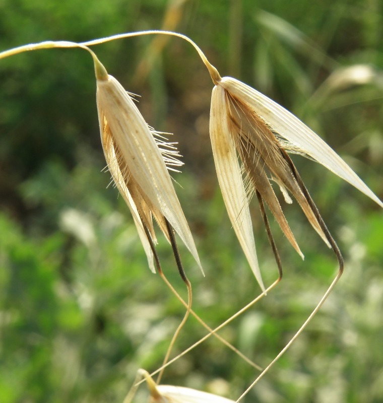 Image of Avena strigosa specimen.