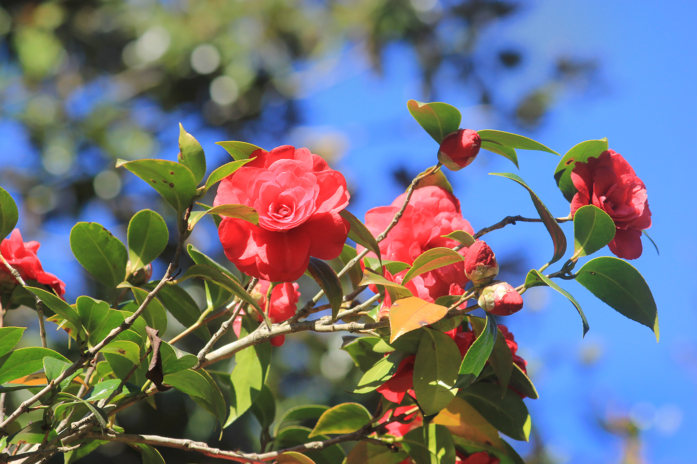 Image of Camellia japonica specimen.