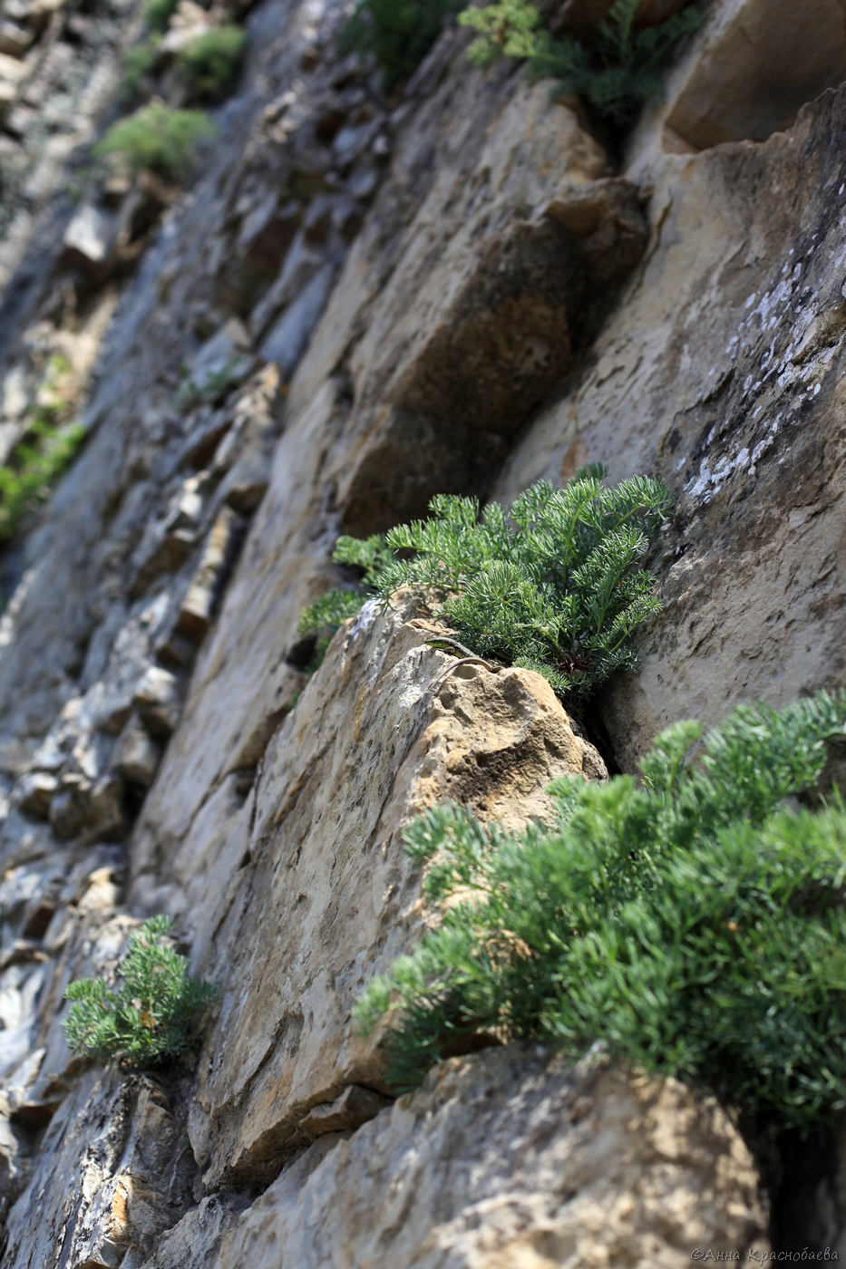 Image of Seseli ponticum specimen.