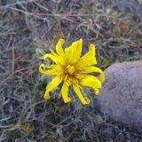 genus Tragopogon. Соцветие с живущими в нём трипсами. Грузия, край Самцхе-Джавахети, Ахалкалакский муниципалитет, юго-вост. склон отрога горы Патара-Абули, ≈ 2250 м н.у.м. 17.10.2018.