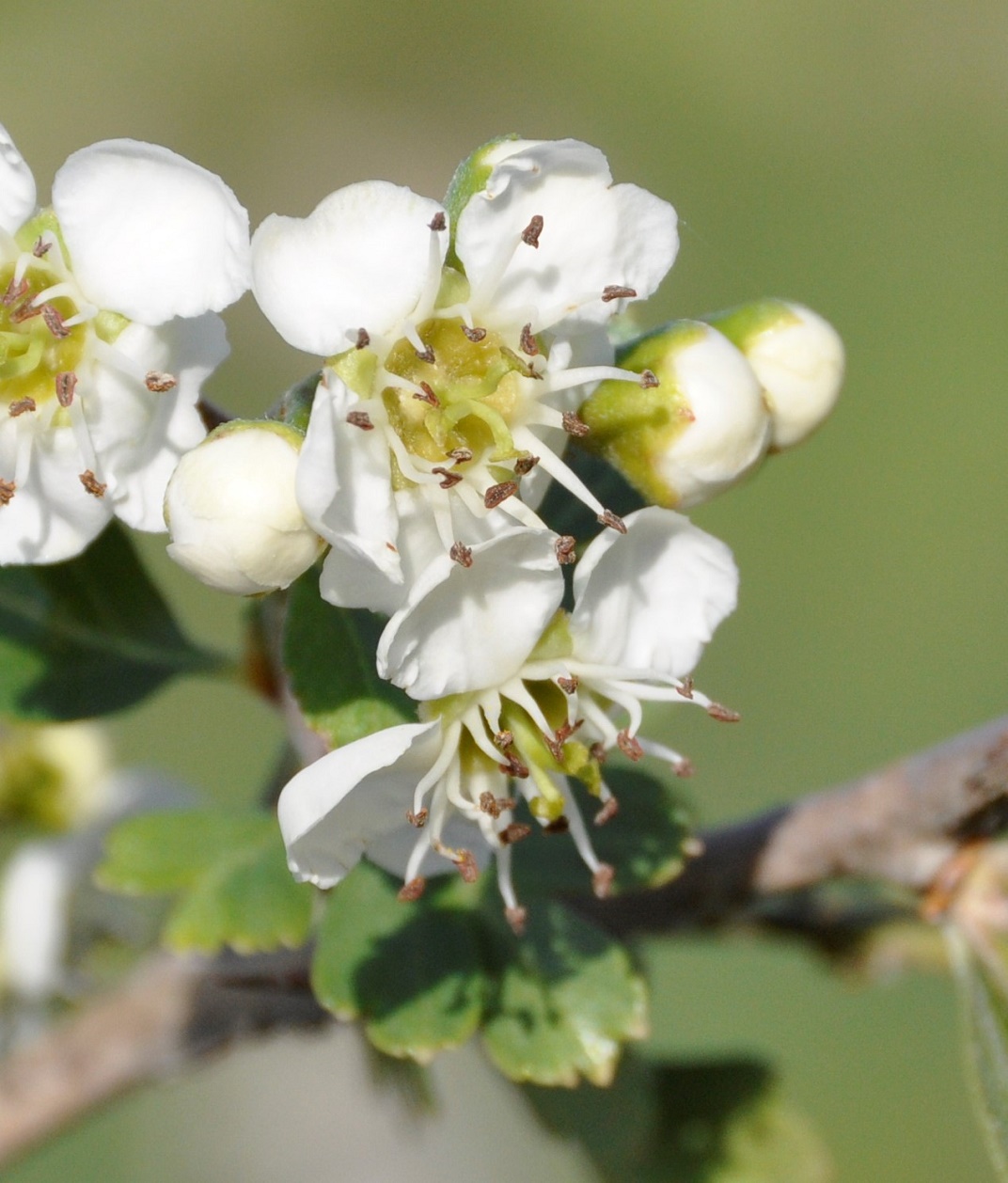 Image of Crataegus azarolus specimen.