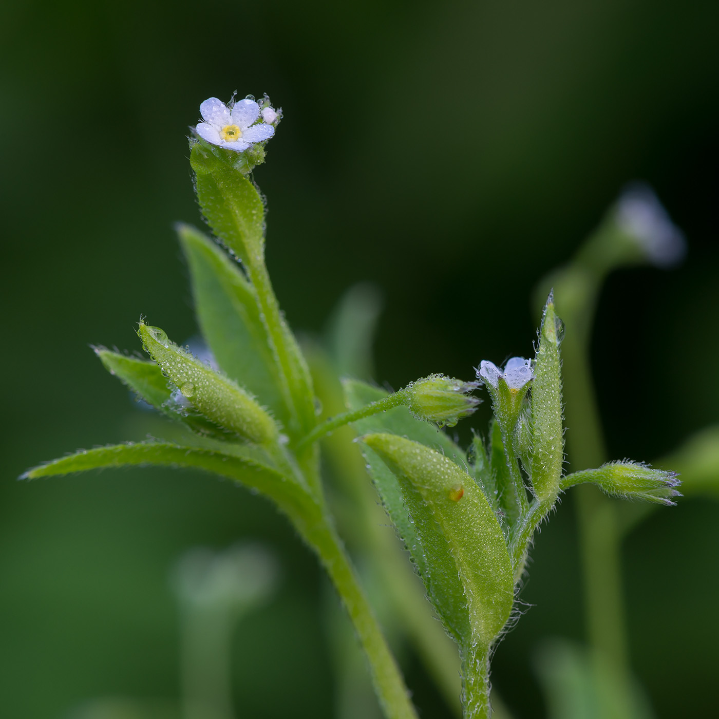 Image of Myosotis sparsiflora specimen.