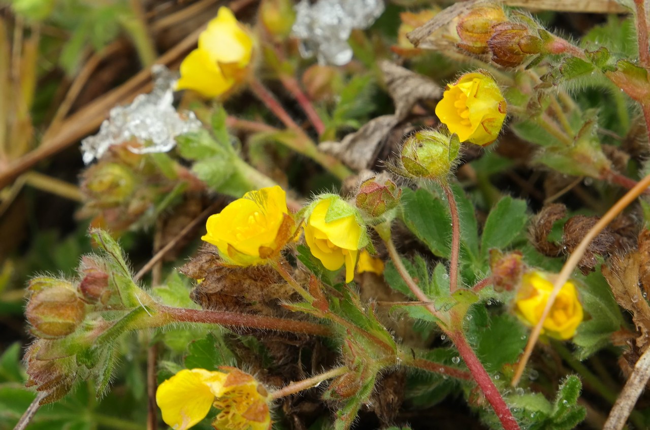 Image of Potentilla depressa specimen.