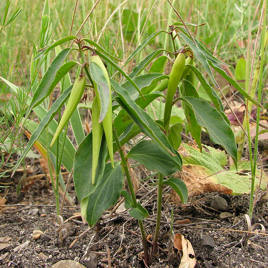 Image of Vincetoxicum intermedium specimen.