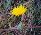 Sonchus arvensis. Цветущий боковой побег. Пермский край, Лысьвинский р-н, окр. с. Кын-Завод, хозяйственный двор. 22.09.2018.