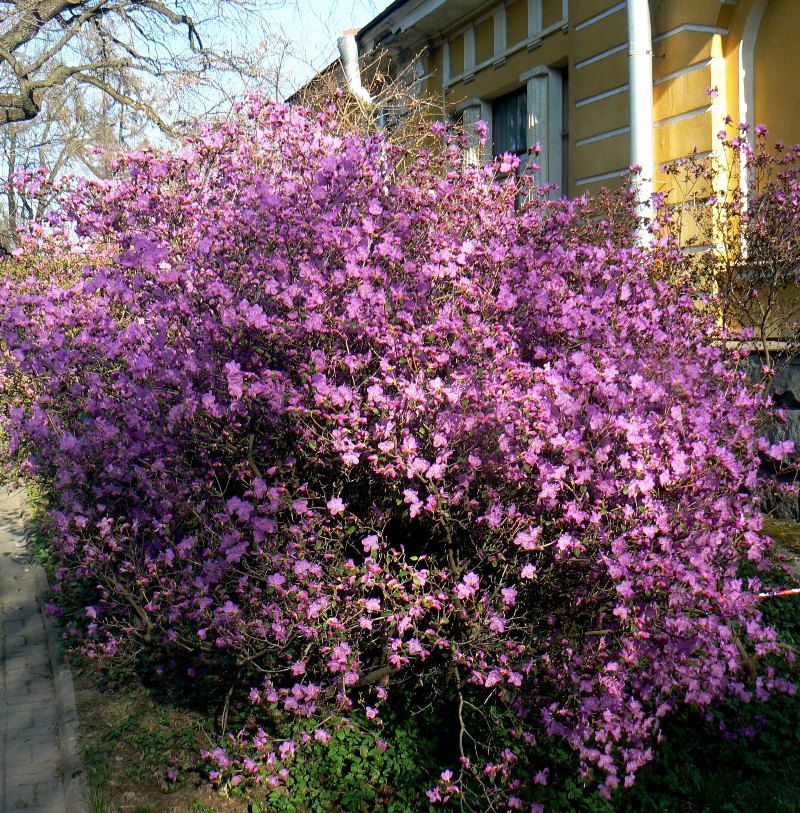 Image of Rhododendron ledebourii specimen.