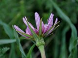 Tragopogon marginifolius. Соцветие (вид со стороны обёртки). Астраханская обл., Богдинско-Баскунчакский заповедник, гора Большое Богдо, сухая степь. 01.05.2019.