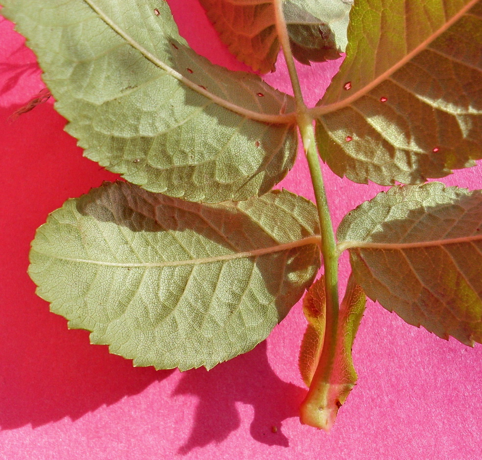 Image of Rosa &times; malmundariensis specimen.