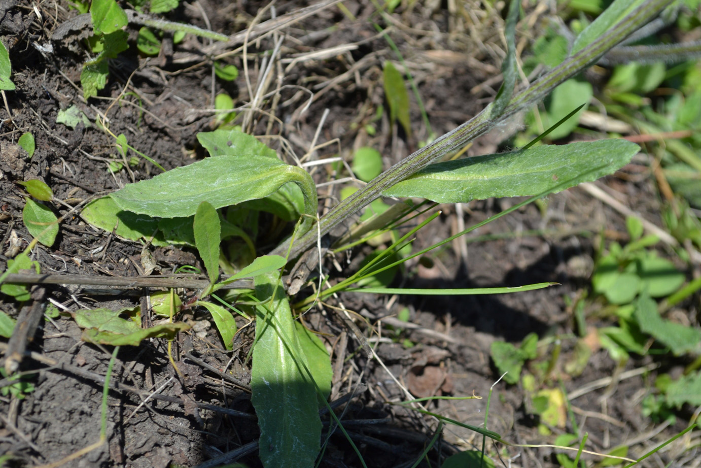 Изображение особи Tephroseris integrifolia.